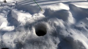 Хариус в мороз.Нашел одного кабана.