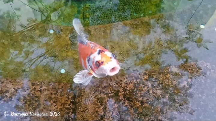 В парке Галицкого люди кидают монеты в пруд с японскими карпами кои, для них очень вредно смотреть онлайн