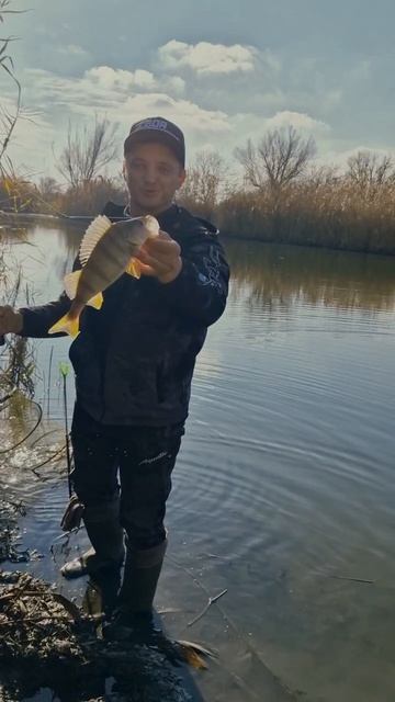 А вы ловили окуня на кукурузу? #рыбалка #ловлянапоплавок #окуньнакукурузу #осенняяплотва #фишмир смотреть онлайн