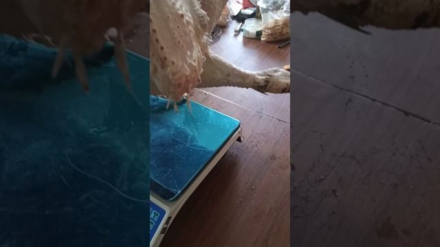 наш воробышек