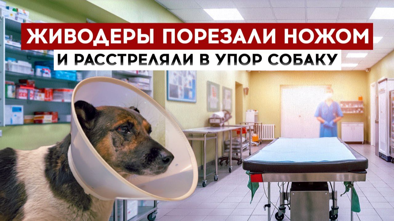 Живодеры порезали ножом и расстреляли в упор собаку смотреть онлайн