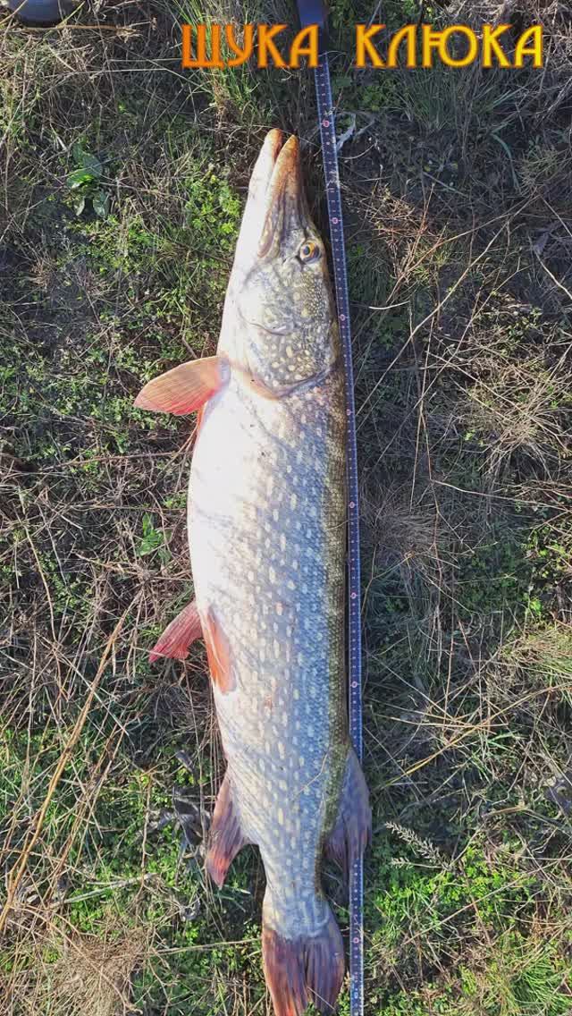 🔥 Длина ОГРОМНОЙ ЩУКИ весом в 7 кг 🔥 #рыбалка #щука #спиннинг