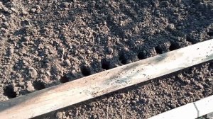 Посадка озимого чеснока.