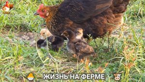 Счастливая жизнь на ферме успокаивает и радует 🐮🐣🐔 выпуск (1)