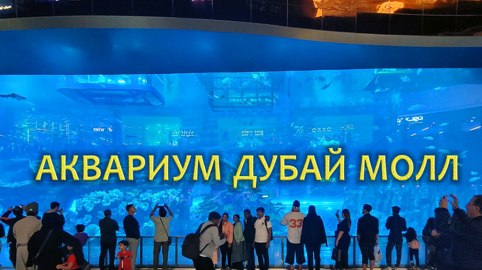 Аквариум в Dubai Mall: более 30 тысяч морских животных смотреть онлайн