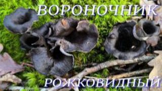 №1141/ ЧУДЕСНОЯ поездка в ЛЕС по ГРИБОЧКИ.( Вороночник- рожковидный) смотреть онлайн