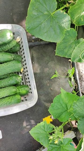 Этот ОГУРЕЦ никогда не ГОРЧИТ, НЕ БОЛЕЕТ для засолки и еды смотреть онлайн