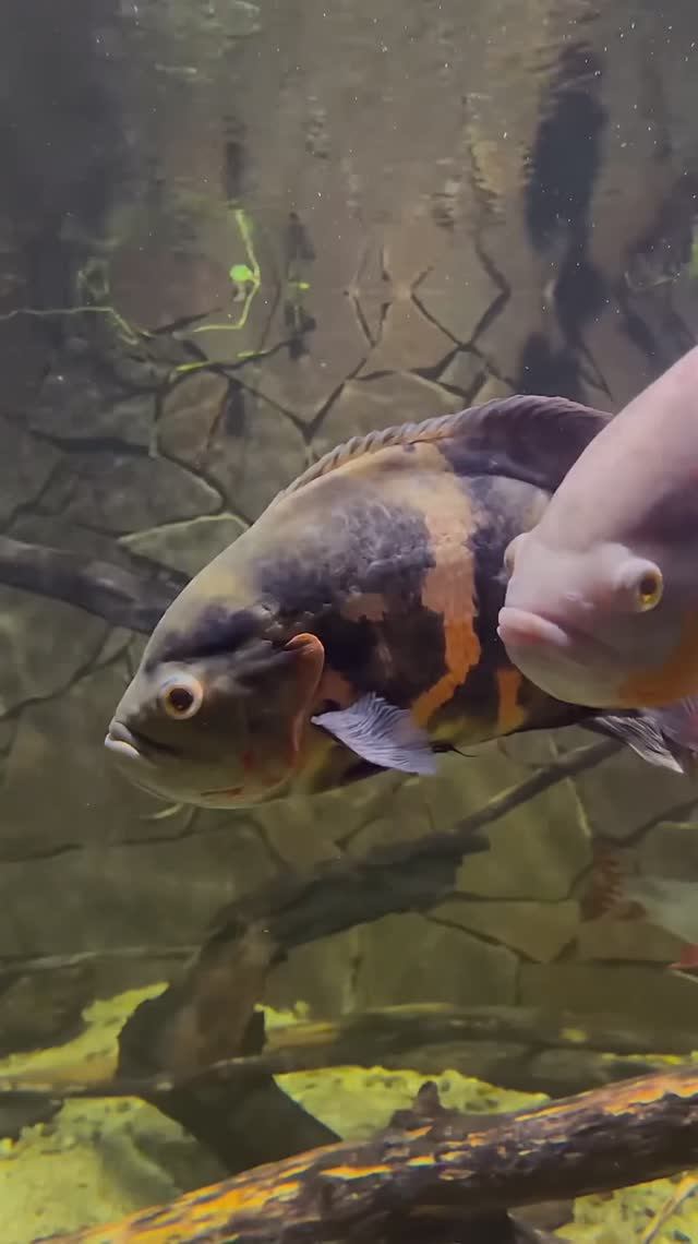 Тигровые Астронотусы