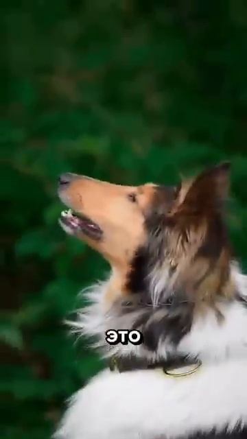 Все виды овчарок