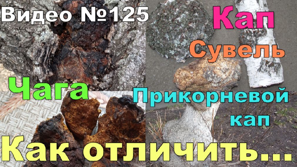 Кап, сувель, чага, берёзовые. Как их отличить. смотреть онлайн