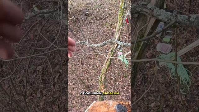 Бортевое пчеловодство с ноля. Вешает первые колоды