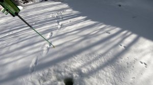 Хариус в марте.Обеденный выход доброго хариуса,сколько успел...