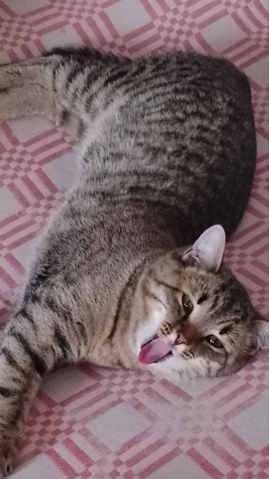 Спальное место для кота! 😁😻 Утро Максика! смотреть онлайн