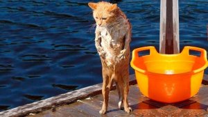 #смешныевидео -225