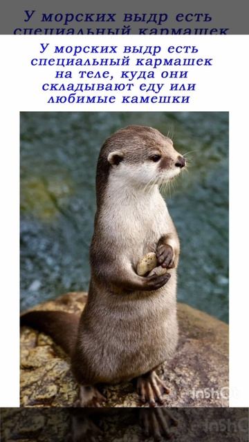 Про ВЫДРУ