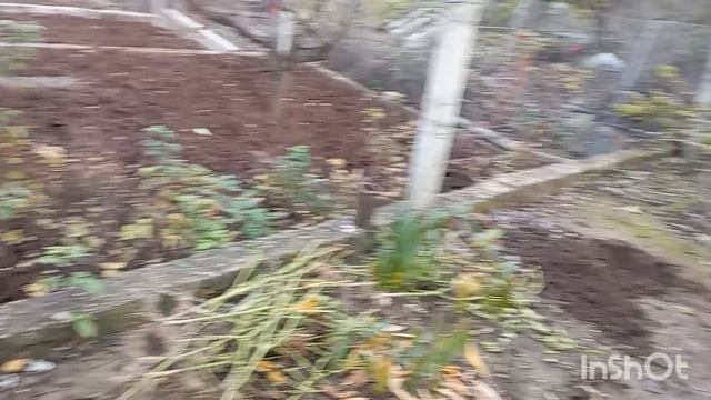✅Работаю в огороде. Пересадила персик. Кушаю малину. 17.11.25 смотреть онлайн