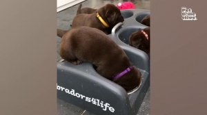 Dogs DEMAND Their Cheese Tax | FUNNY Food Fails