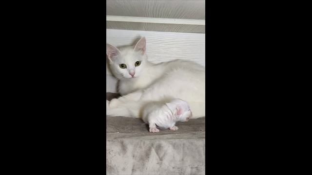 Новорожденный котенок мяукает. День четырнадцатый - 2024 год смотреть онлайн