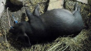 Молочный поросёнок вьетнамской вислобрюхой свинки. Как разделать поросёнка в домашних условиях.