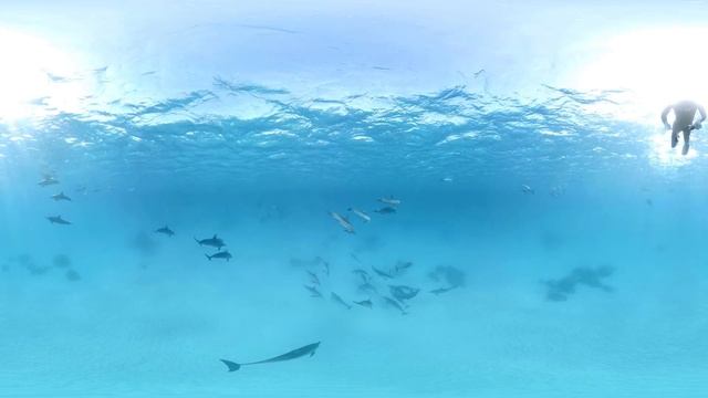 Wild Dolphins VR ⁄ 360° Video Experience смотреть онлайн