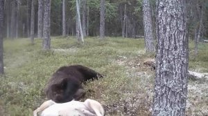 Медведь встретил мертвого волка 🐺