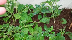 позднее черенкование гортензий