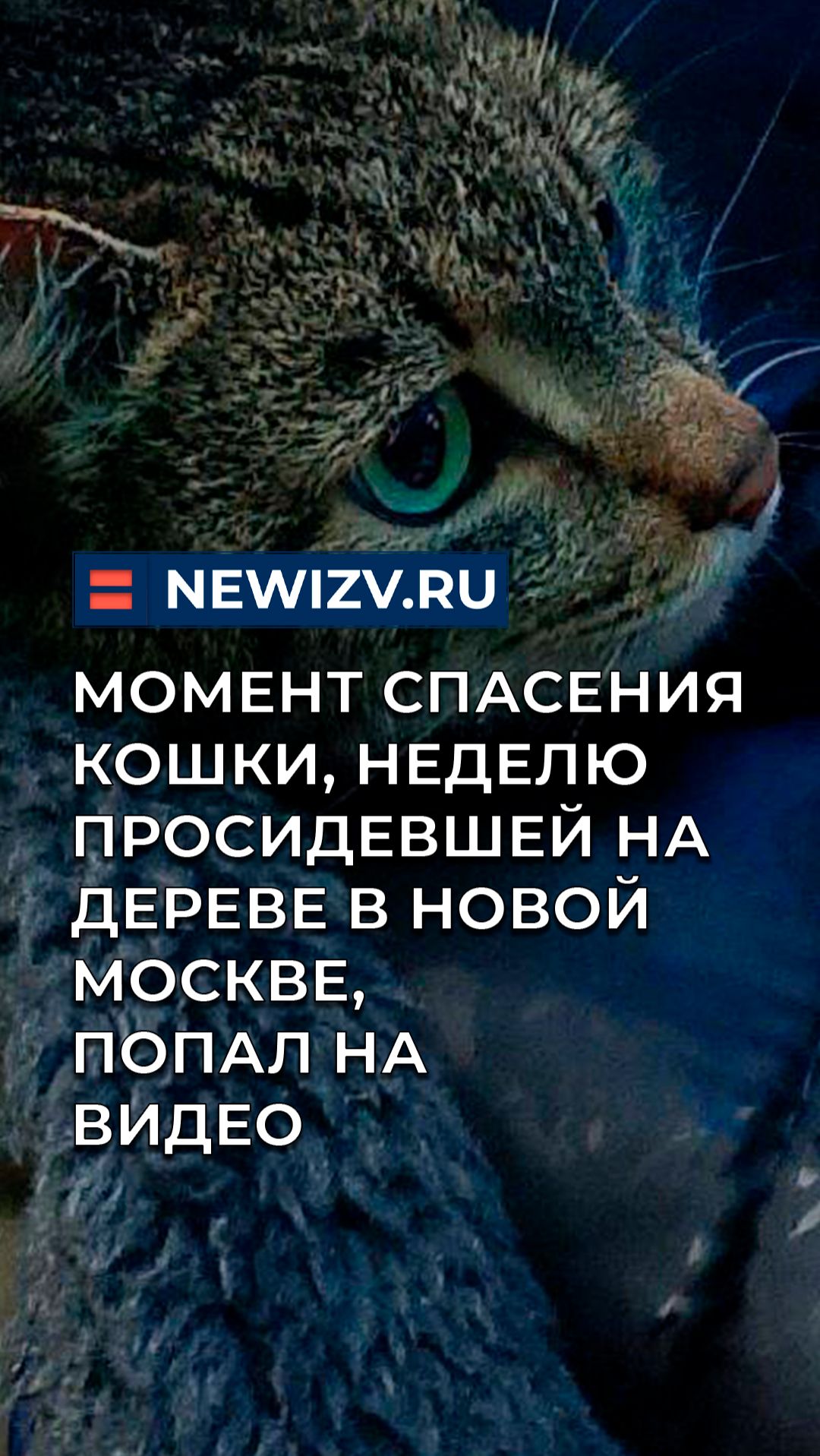 Момент спасения кошки, неделю просидевшей на дереве в Новой Москве, попал на видео смотреть онлайн