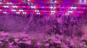 Влияние света на растения в аквариуме.Чисто практика.Наглядный пример.