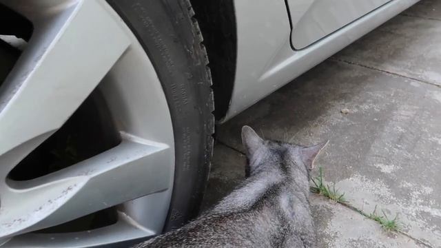 Призрак заманил в клетку кота без лапки | КОШАЧЬЯ ИСТОРИЯ УЖАСОВ 2 СЕЗОН 3 СЕРИЯ смотреть онлайн
