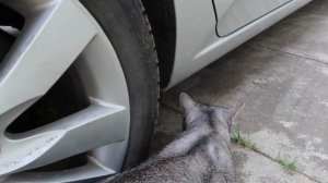 Призрак заманил в клетку кота без лапки | КОШАЧЬЯ ИСТОРИЯ УЖАСОВ 2 СЕЗОН 3 СЕРИЯ