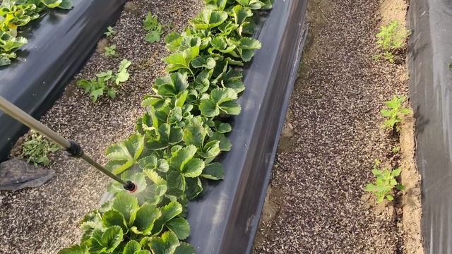 осенние работы на клубнике в ноябре смотреть онлайн