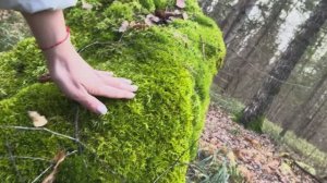 Лес – зеркало нашей души!