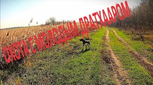 ТРЕТЬЯ ОХОТА С ДЕСЯТИМЕСЯЧНЫМ ДРАТХААРОМ...