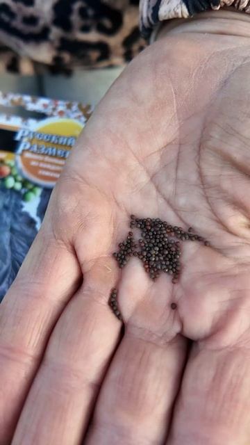 ВЫРАСТИТЬ МИКРОЗЕЛЕНЬ ИЛИ БЭБИ -ЛИСТ ЧТО ЛУЧШЕ ПОСЕЯТЬ ДОМА. В чем их отличия #огороднаподоконнике смотреть онлайн