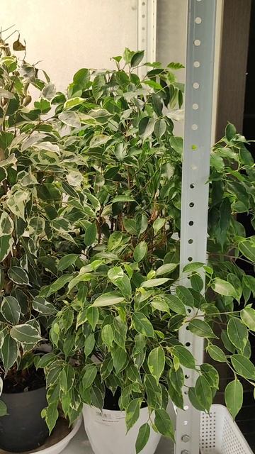 Это ДЕШЕВОЕ СРЕДСТВО преобразило ВСЕ ЦВЕТЫ! смотреть онлайн