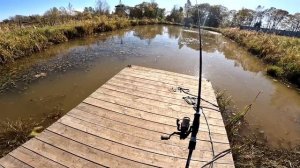 Вот как выросла рыба в пруду за 3 месяца ! ХУТОР В ЛЕСУ №855