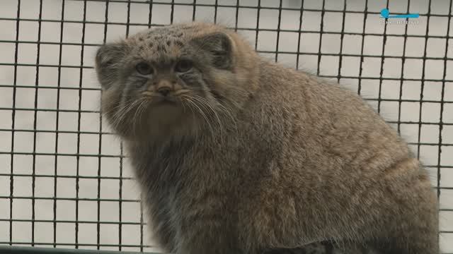 Зимний режим. Как обитатели Ленинградского зоопарка готовятся к холодам