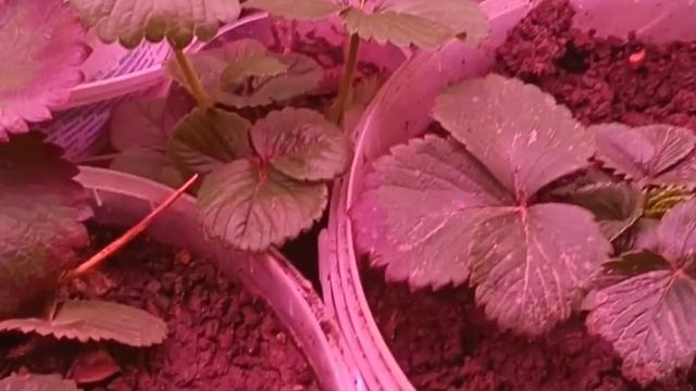 Клубника зимой на окне, выращиваем клубнику на поддоконике!