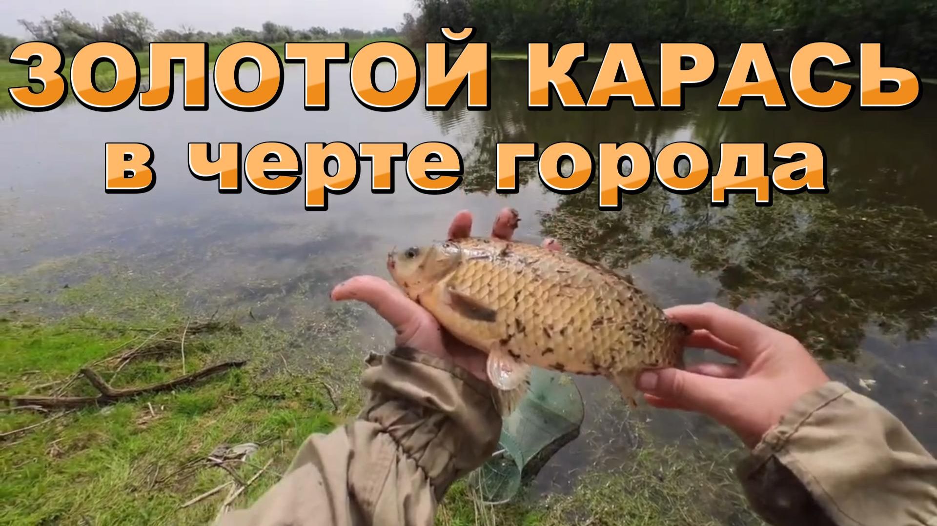 Золотой карась в черте города