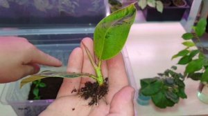 укоренение гортензий пеларгоний фикусов клематисов