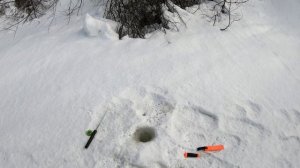 Крупный хариус на муху весной.Сломал бур.