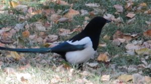 Сорока в осеннем парке