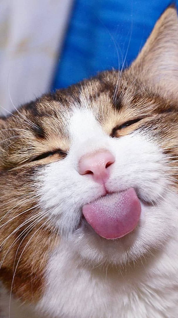 Котики. смотреть онлайн