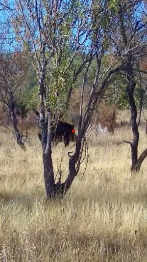 Охота на Кабана 🐗🎯 #охота