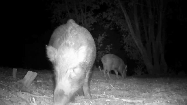 Видео фото ловушки смотреть онлайн