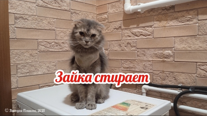 Зайка стирает. Кошка после стерилизации впервые не боится стиральной машинки смотреть онлайн