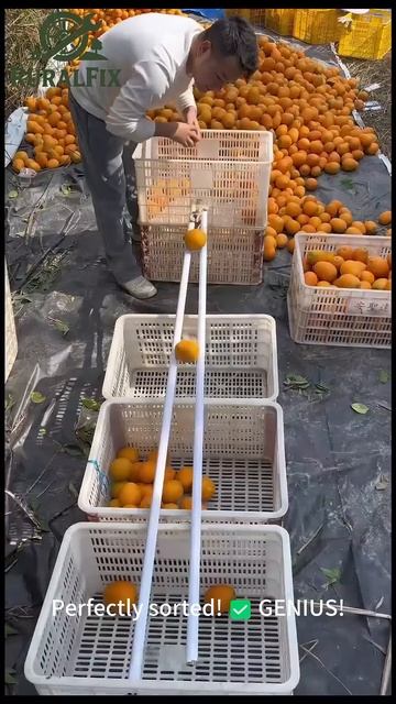 This Simple Wooden Ramp is a Genius Fruit Sorter! 🧠 So SMART! #lifehack #farming #satisfying смотреть онлайн