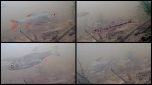 Под водой #18