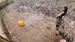 Масштабное пополнение в хозяйстве ! Машина сломалась ! ХУТОР В ЛЕСУ №878