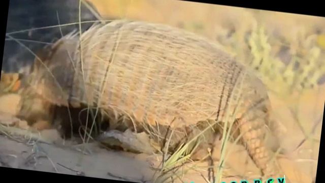 Броненосец